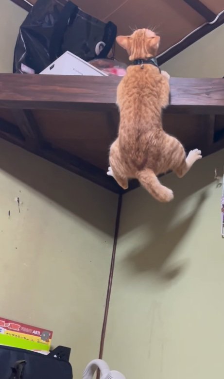 鳴く猫