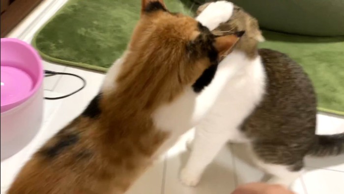 正面に猫パンチ