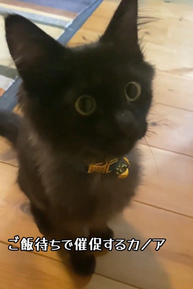 目を丸くする子猫