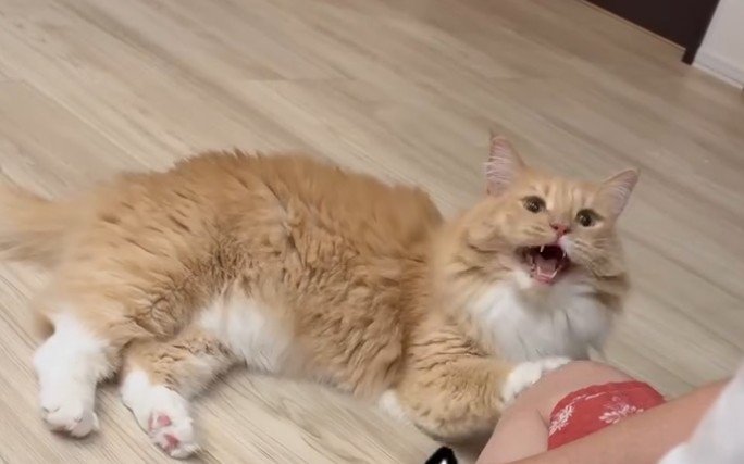口を開けて寝そべる猫