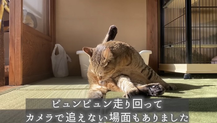 毛づくろいする猫