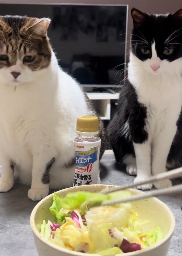 凝視する2匹の猫