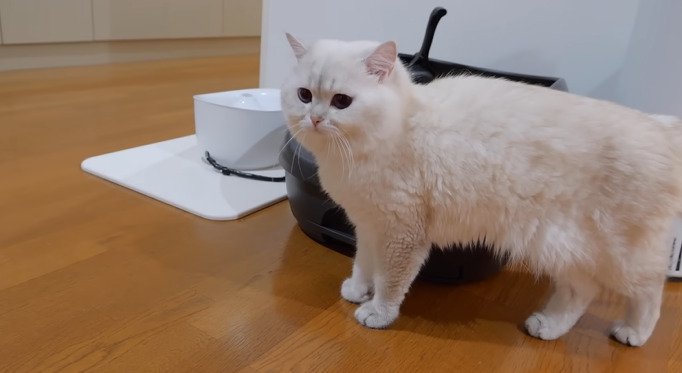 一点を見つめるパパ猫