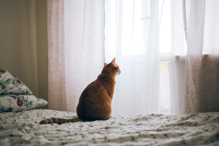 ベッドに座っている猫の後ろ姿
