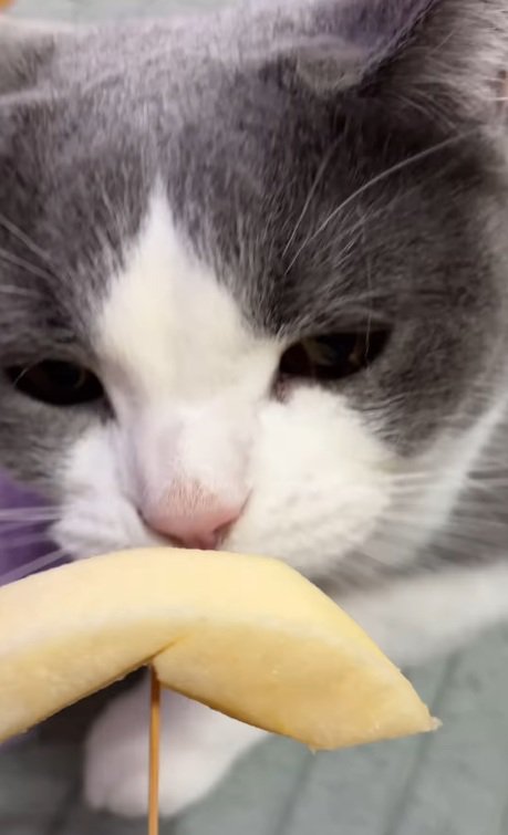 香りを嗅ぐそらくん