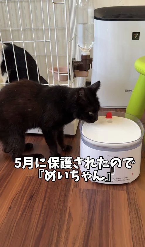 水を飲んでいる黒猫