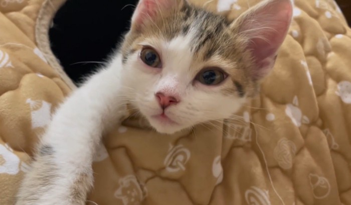 ぱっちりお目目の猫