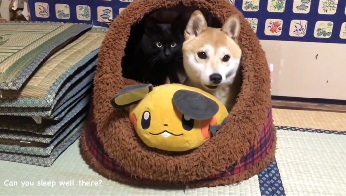 横に並んでハウスから顔を出す黒猫と犬