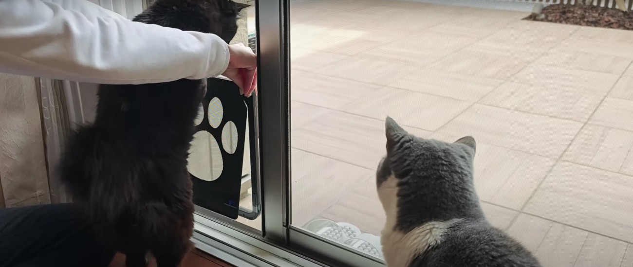 扉を飛び越える猫%%飛び越えてしまいました