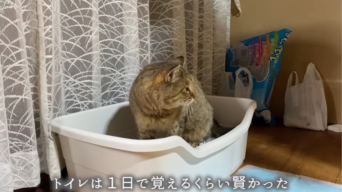 トイレに入る猫