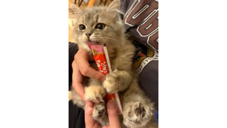 室内にいる猫