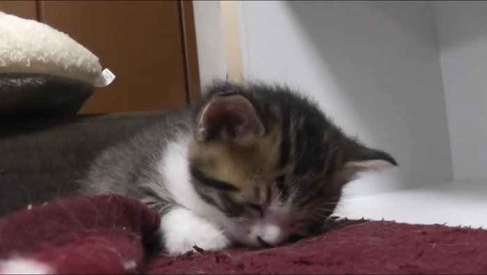 床に顔をくっつけて眠るキジ白猫の子猫