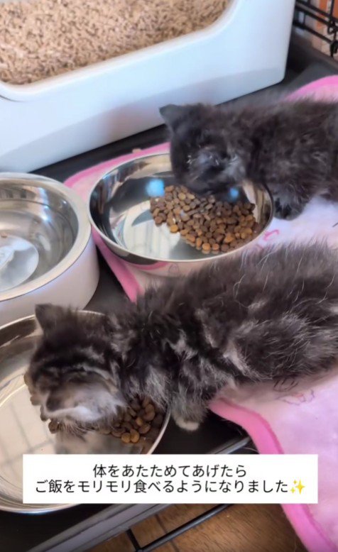 ごはんを食べる2匹の子猫