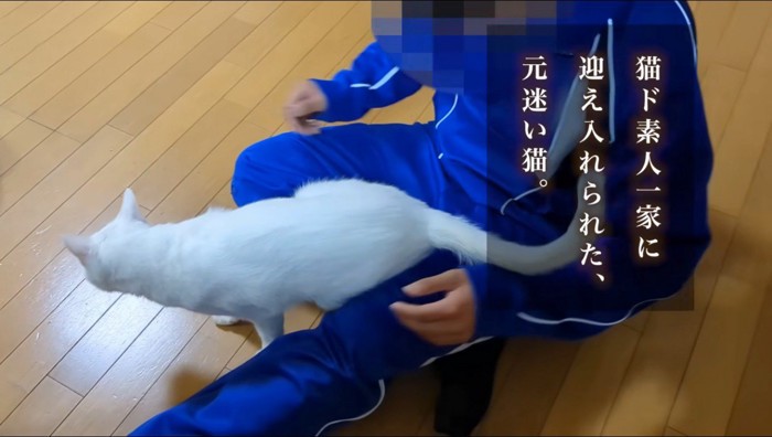 男の子に膝の上から降ろされた猫