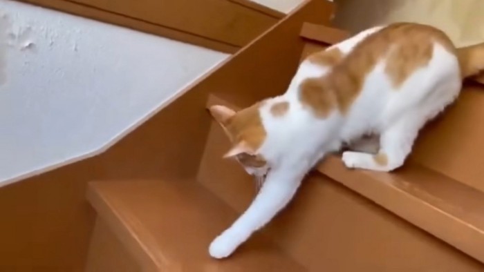 猫が階段を下る様子