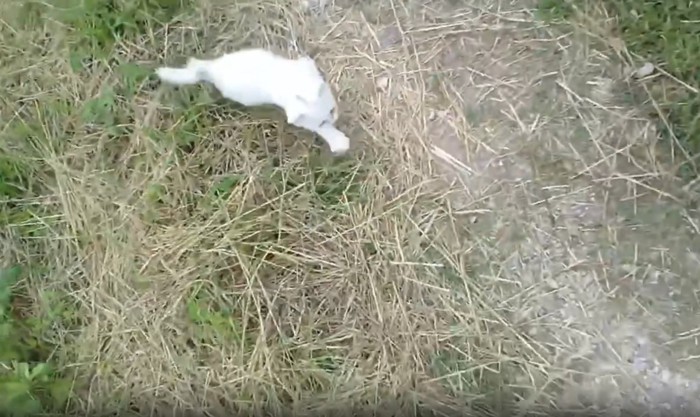 追いかける子猫