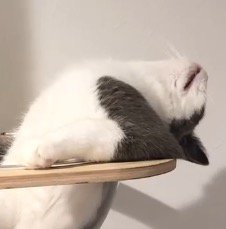 キャットタワーのボウルの中で脱力する猫の横顔