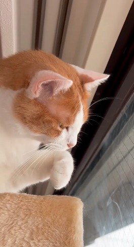 虫を見つめる猫の横顔