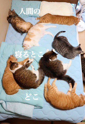 布団の上に散らばって眠る猫たち