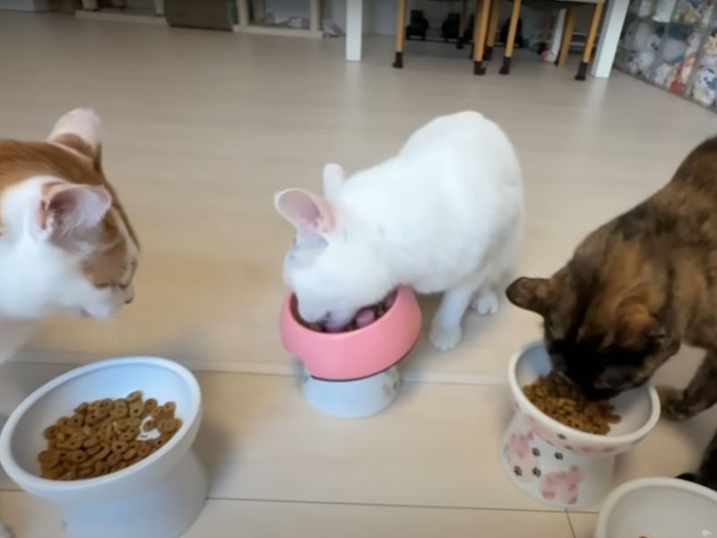 ご飯を食べる猫たち