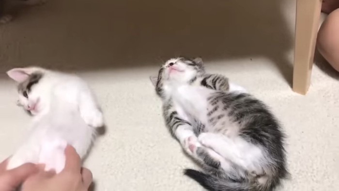 連れてこられた豆大福くん