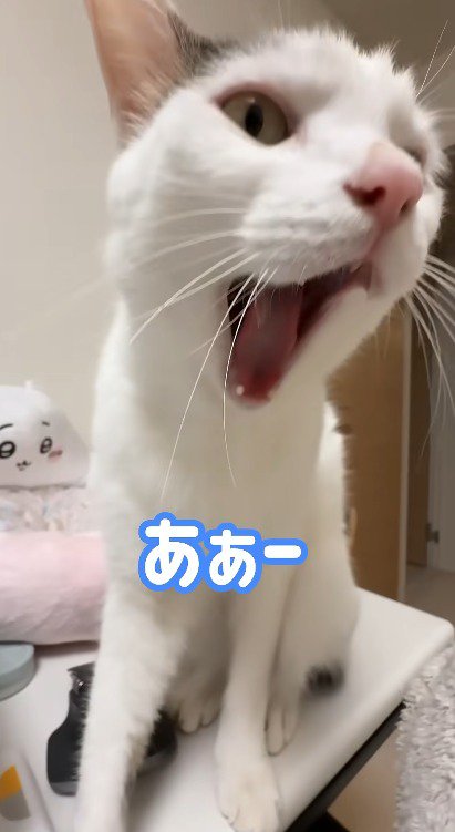 口を大きく開ける猫
