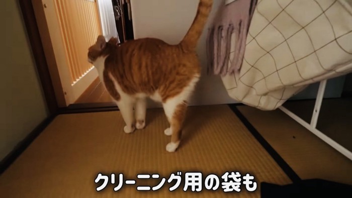 クリーニング用の袋にマーキングする茶白猫