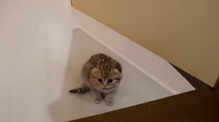 ドア近くに座る子猫