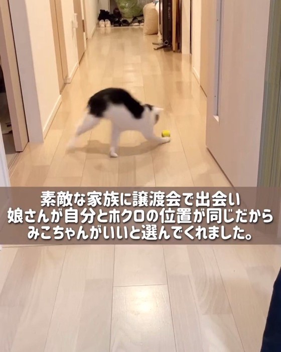 おもちゃで遊ぶ猫