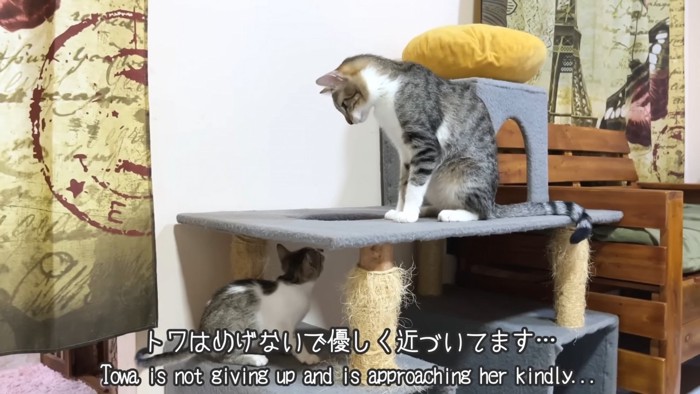 キャットタワーにいる成猫と子猫