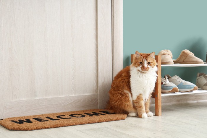 玄関にいる猫