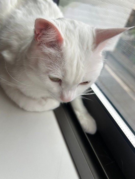 窓際にいる猫