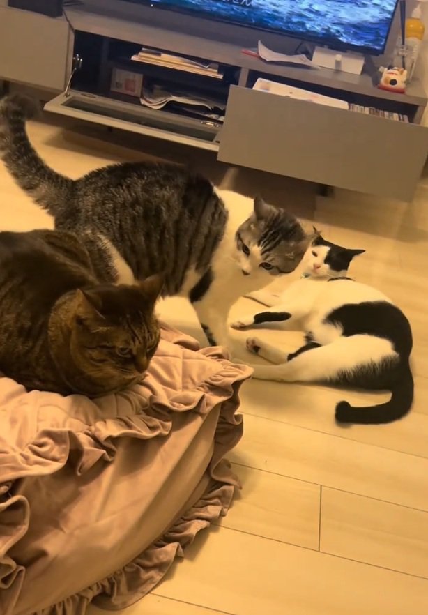 別の猫を見つめる猫