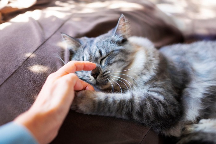 撫でられる猫