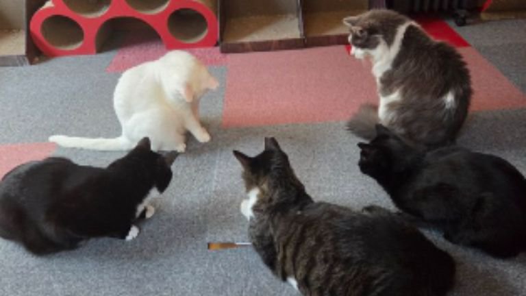 室内にいる猫たち