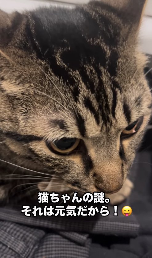 引き出しの中で画面右下を見つめる猫アップ