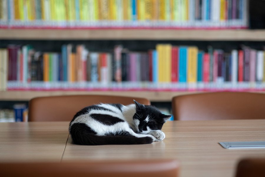 図書館の机で眠る猫