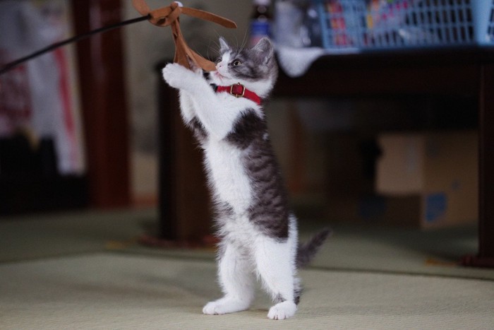 猫じゃらしで遊ぶ猫