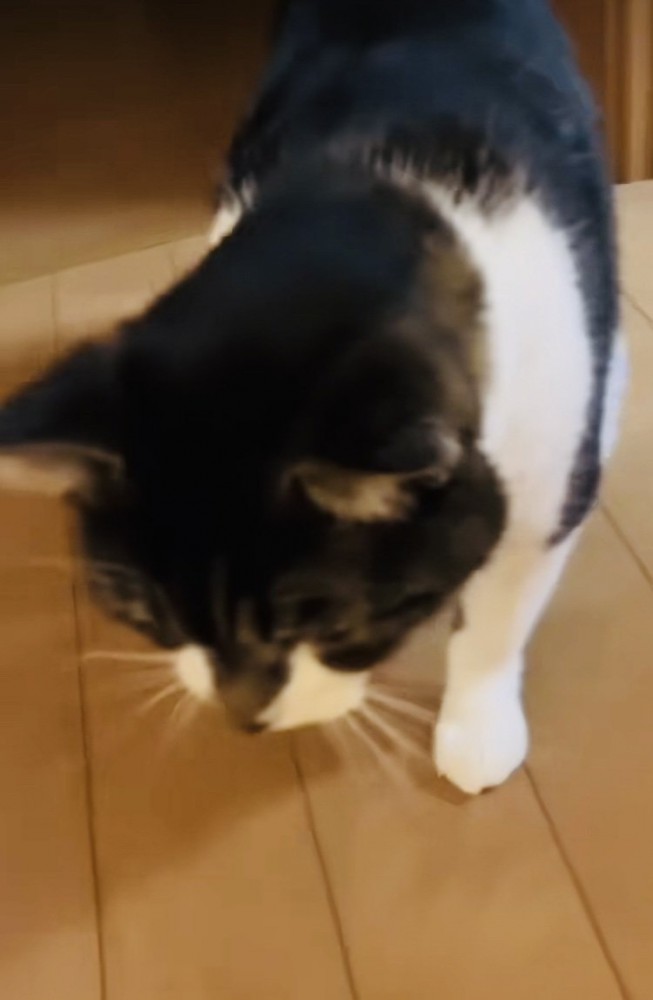 投稿主さんがいなくて寂しそうに佇む保護猫