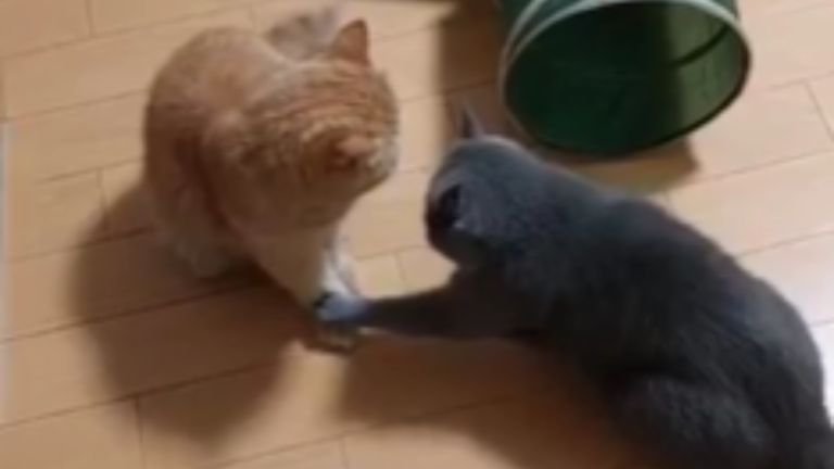 ケンカする猫たち