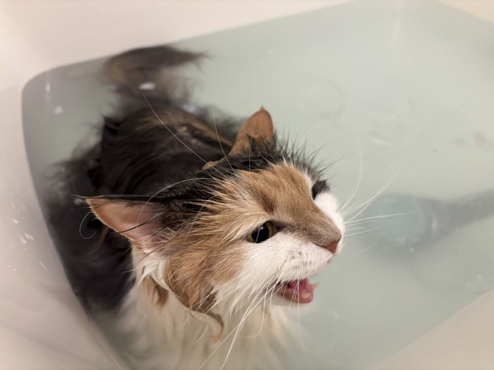 大きく鳴いて訴える浴槽の中の猫2