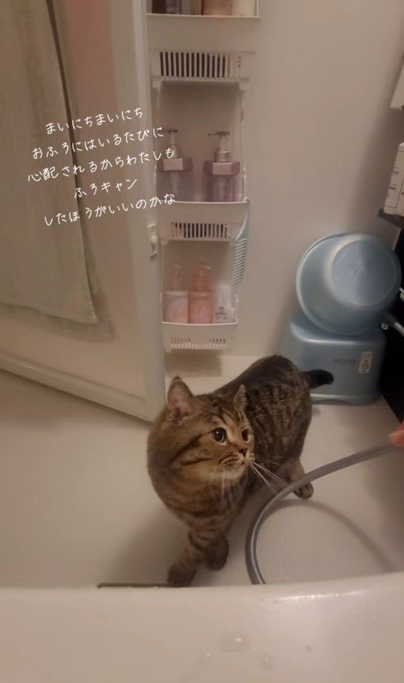 お風呂場の猫