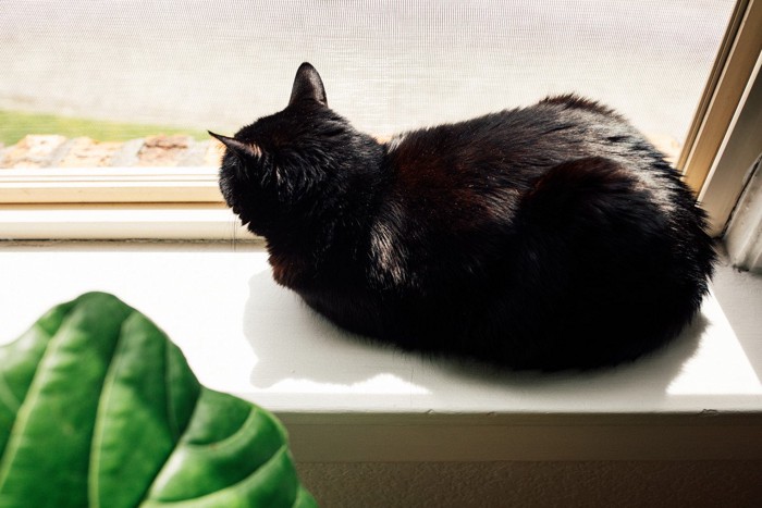 窓辺で丸くなる黒猫