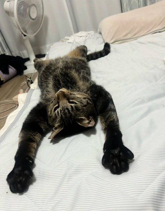 バンザイするトラくん