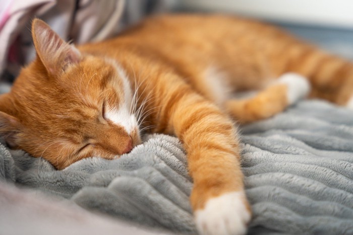 毛布の上で寝ている猫