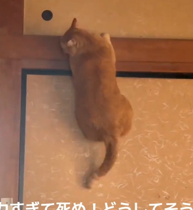 必死に上を目指す猫