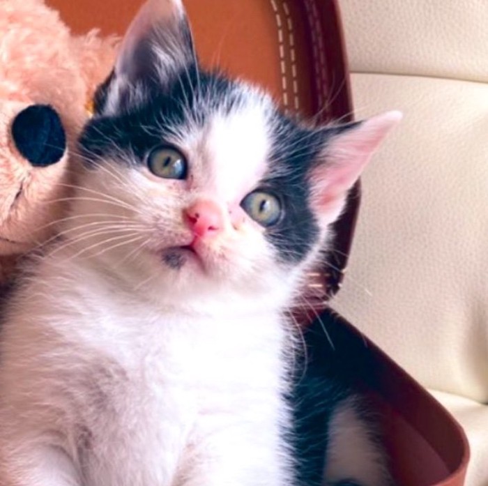 キョトン顔の子猫