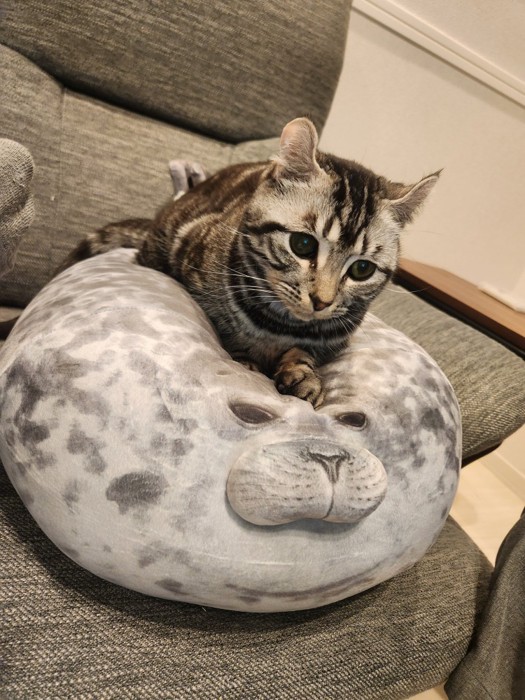 アザラシのぬいぐるみに乗るこめちゃん