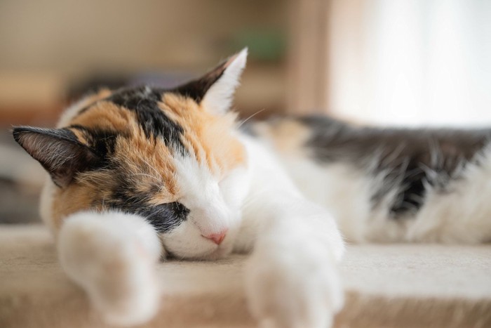 うたた寝している猫