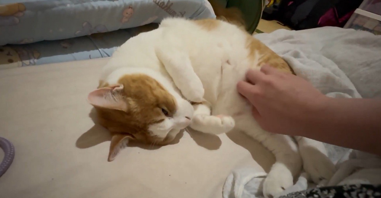 なでられる猫